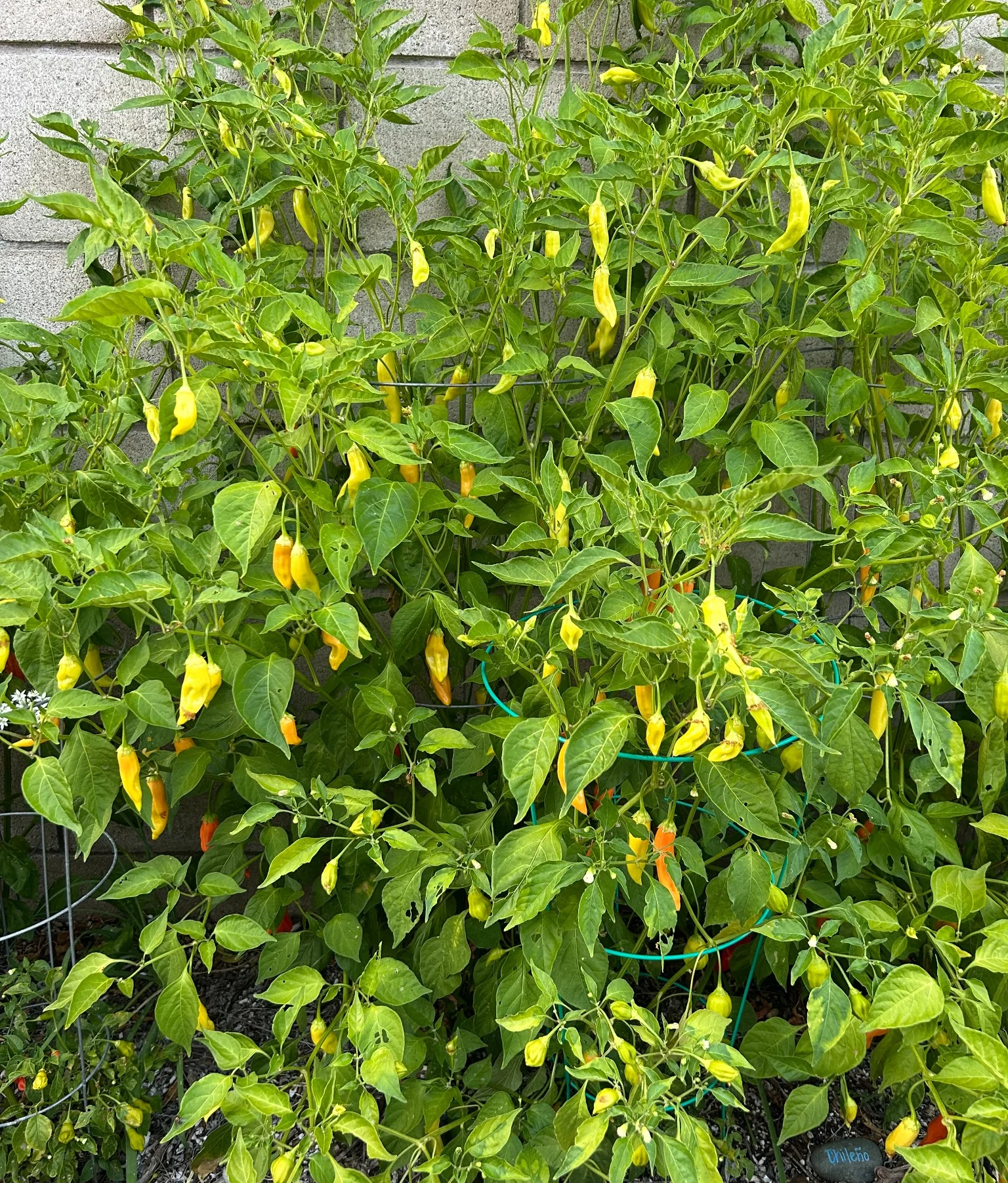 Specialty peppers growing on the plant in the Temecula Valley