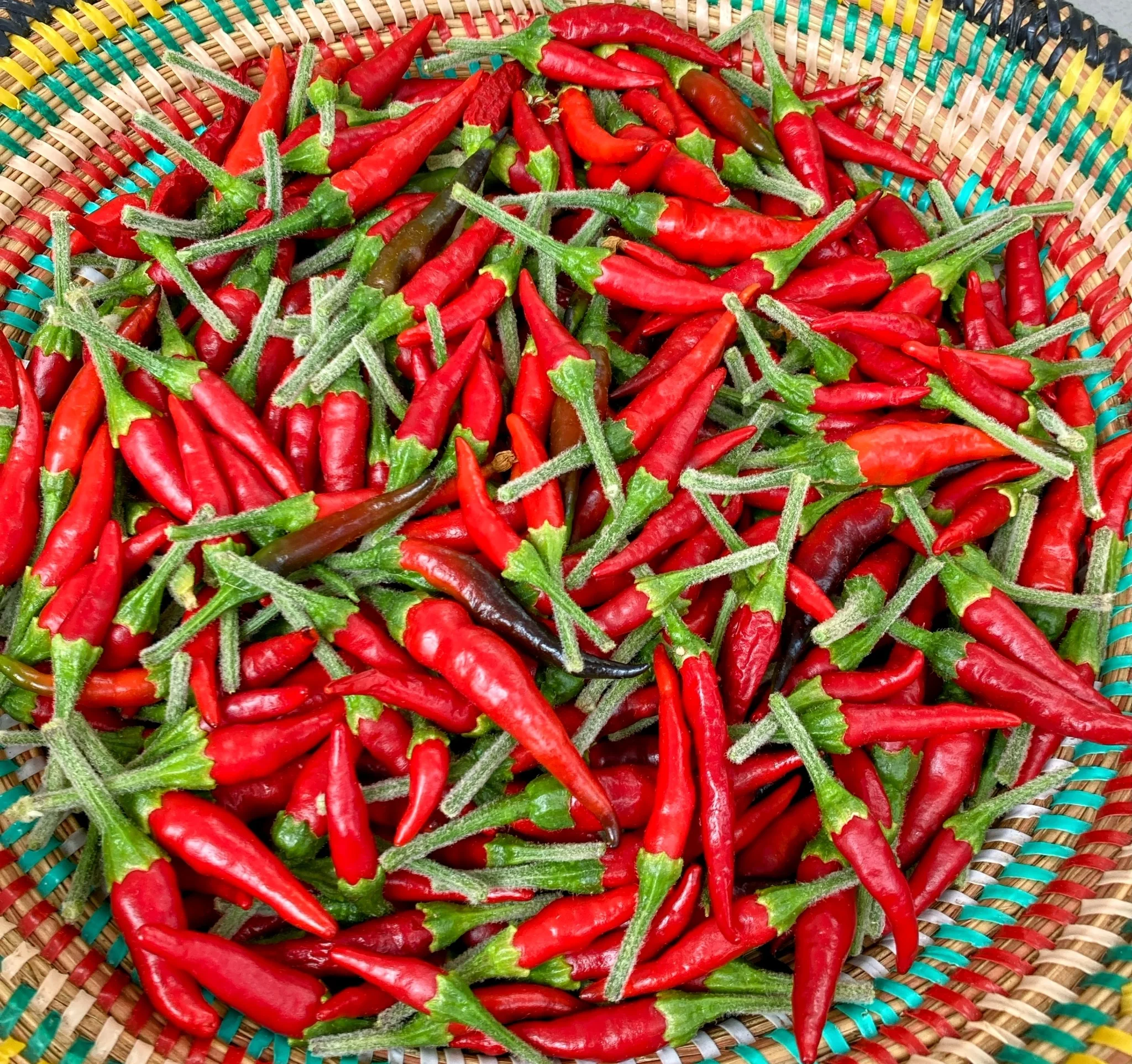 Freshly picked red peppers in a harvest basket